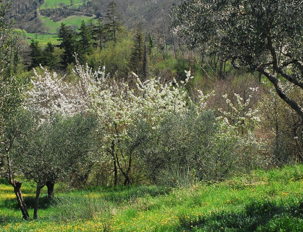 La Doccia Hotel Anghiari Kültér fotó
